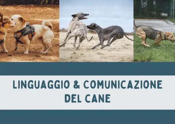 Linguaggio e Comunicazione del Cane – Educazione Cinofila